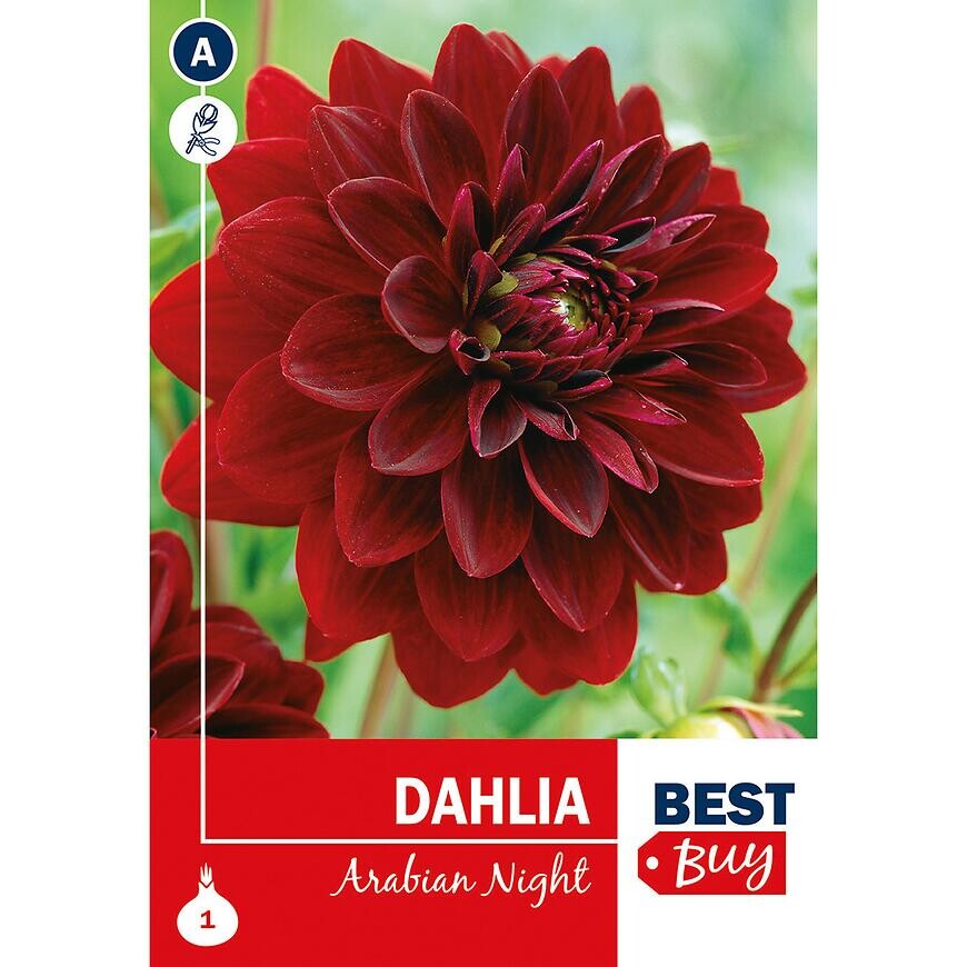 Dahlia Arabian Night