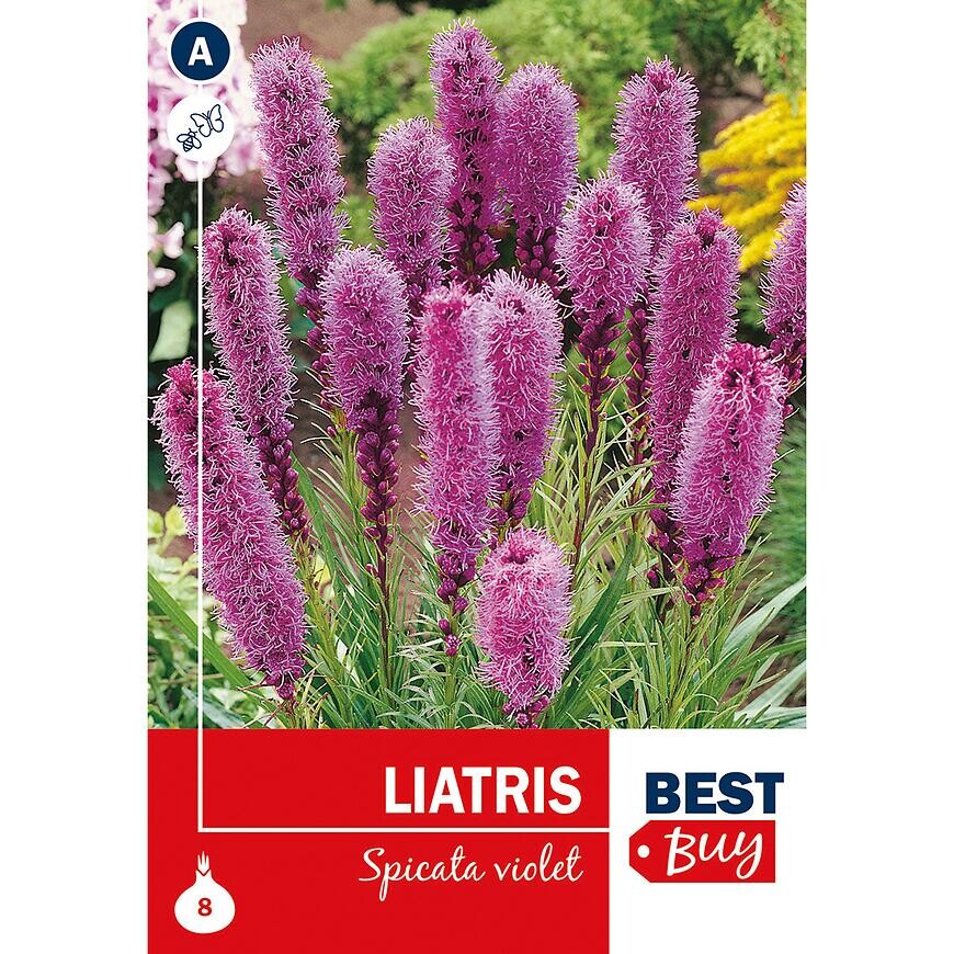 Liatris spicata Violet