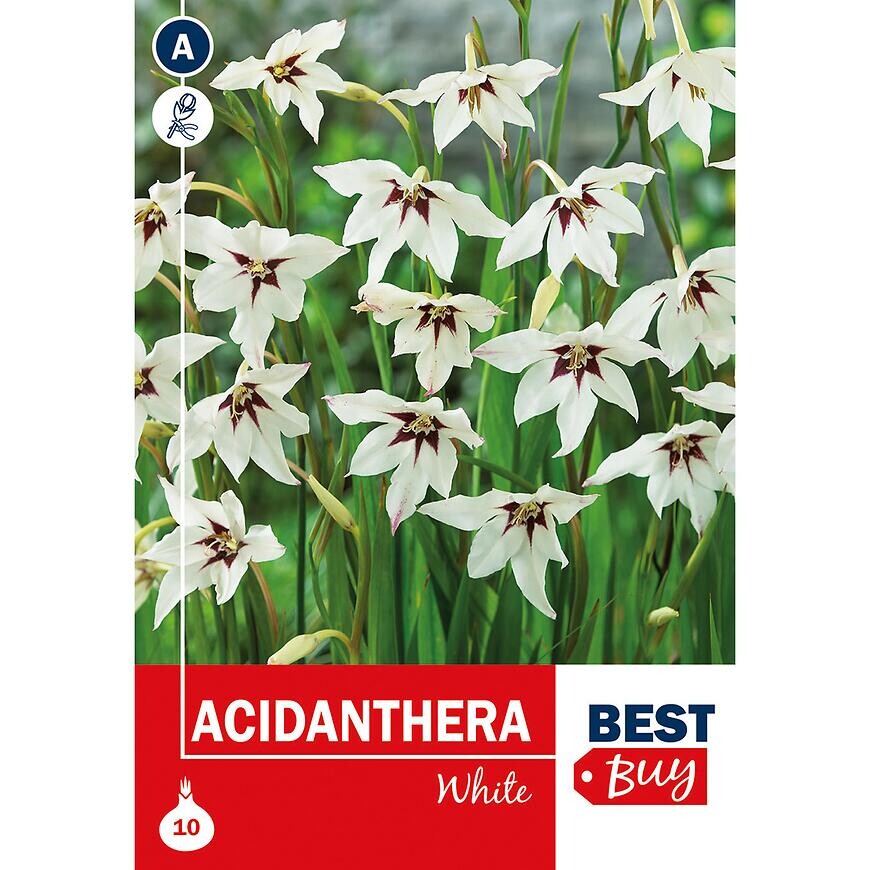 Acidanthera White