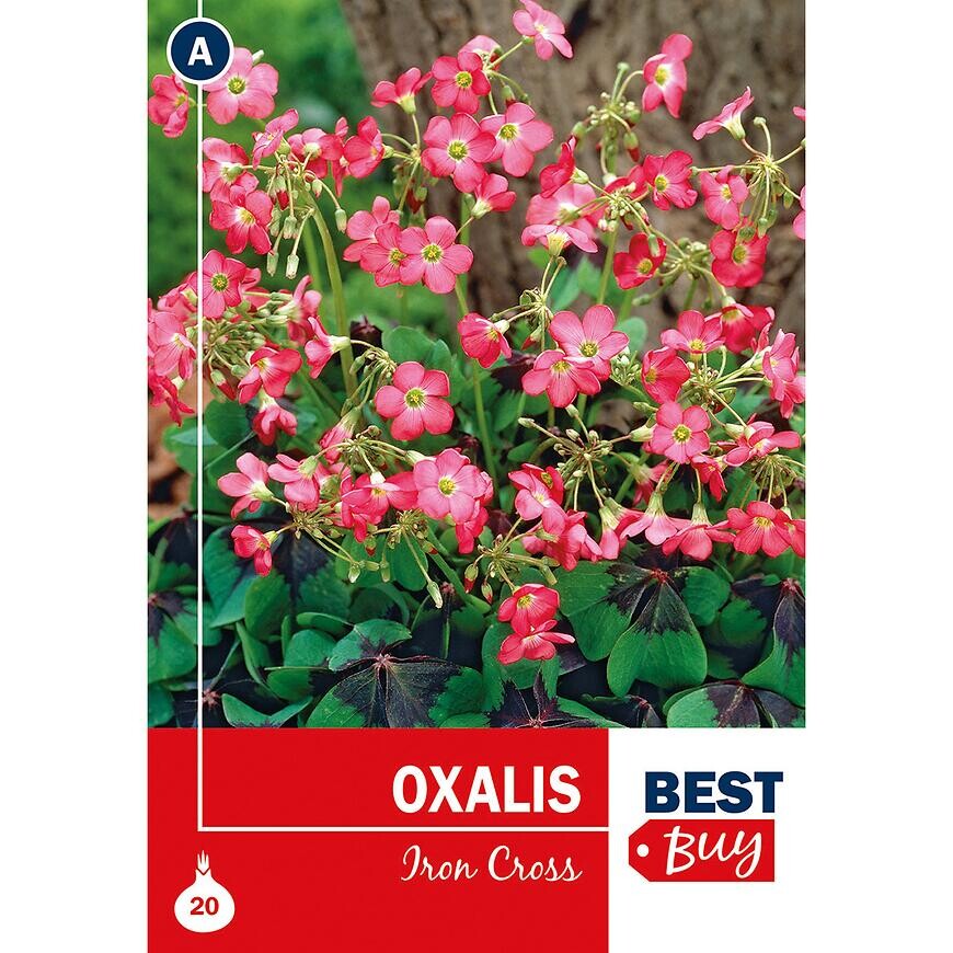 Oxalis Iron Cross
