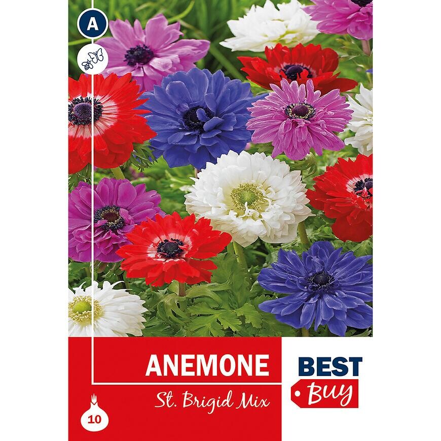 Anemone St Brigid Mix