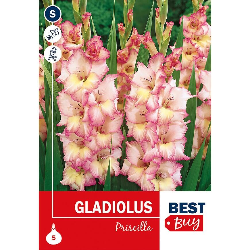 Gladiolus Priscilla