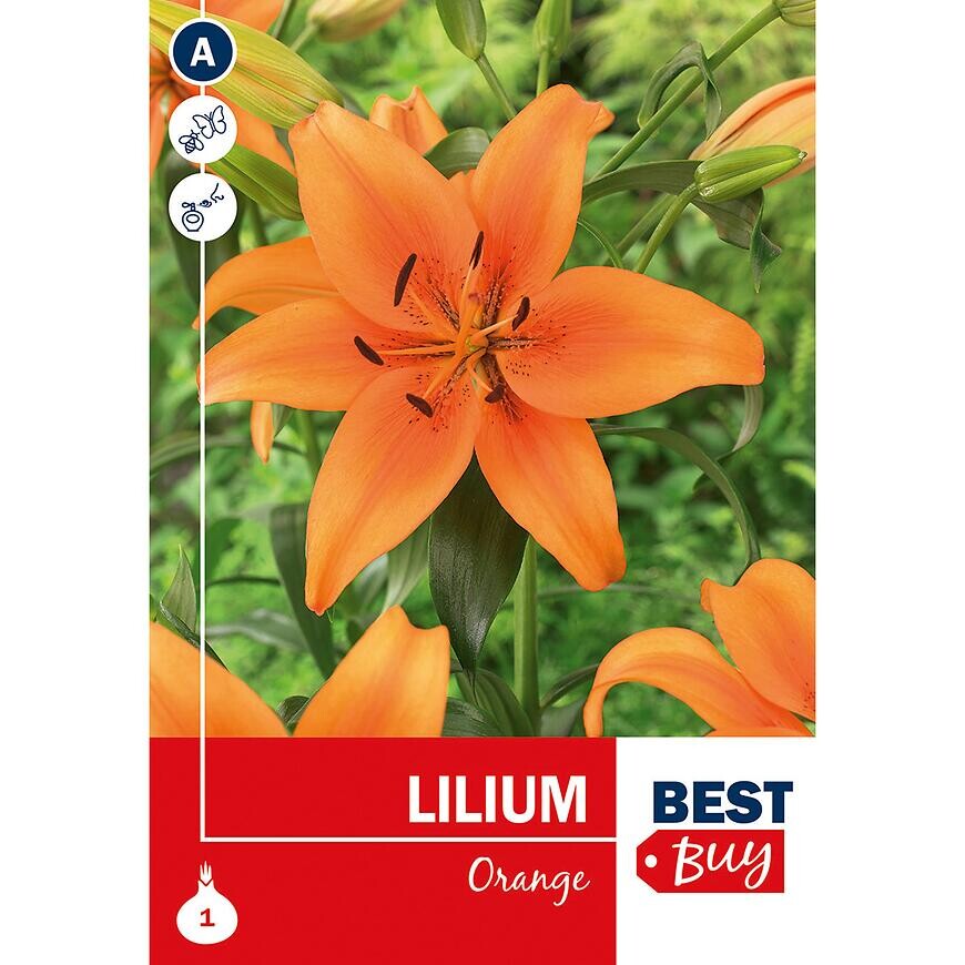 Lilium  Orange