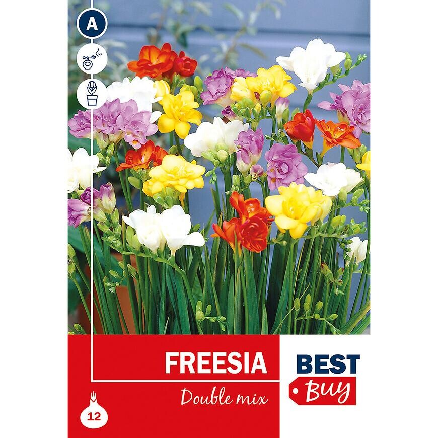 Freesia double  Mix