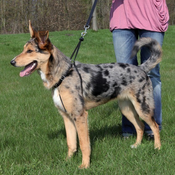 Trixie Easy Walk Výcvikový postroj - 2,5 cm/33 až 47 cm (M)