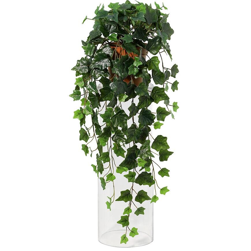 Závesná rastlina brečtan 91795