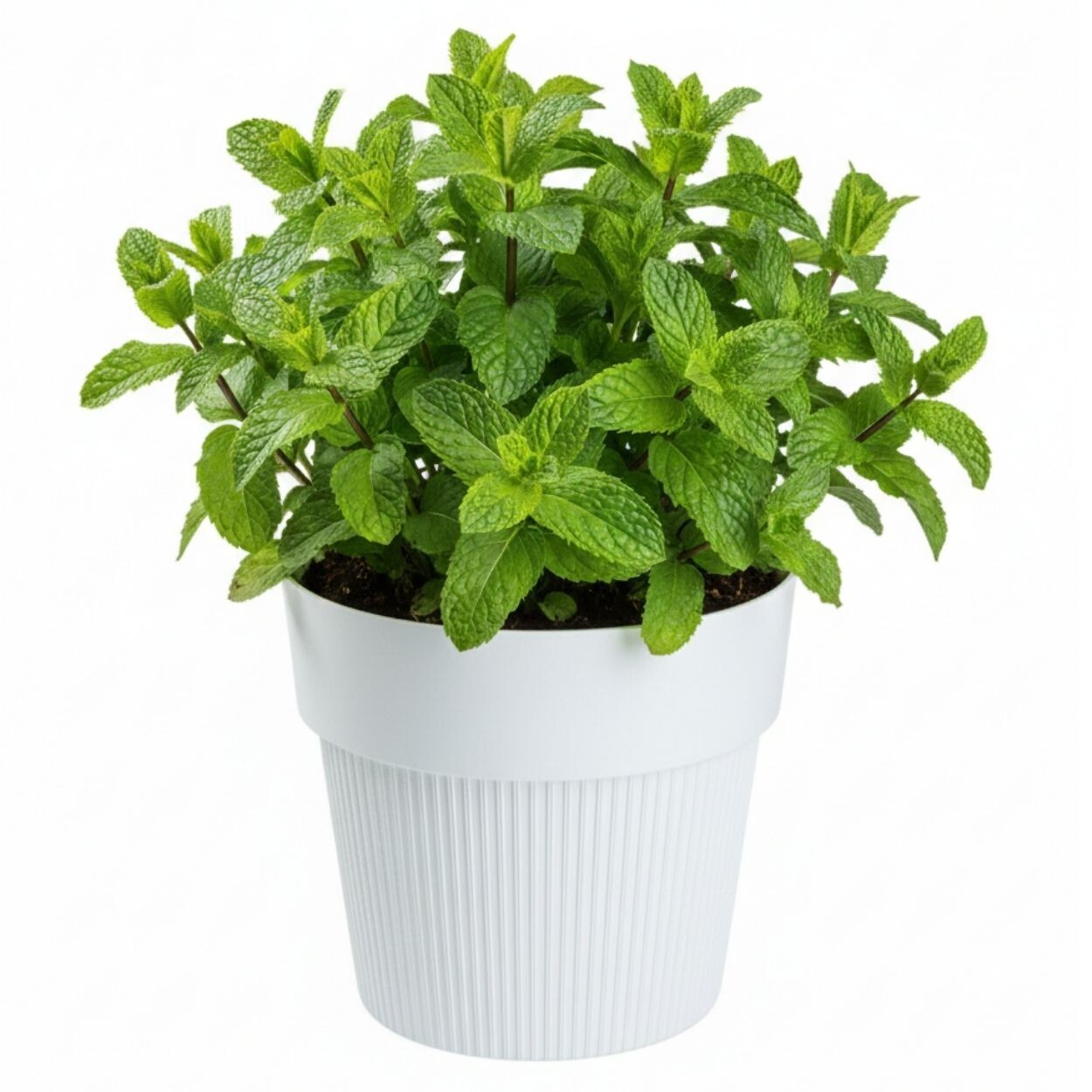 Květináč SILVA LINE 13,8x16 cm bílý