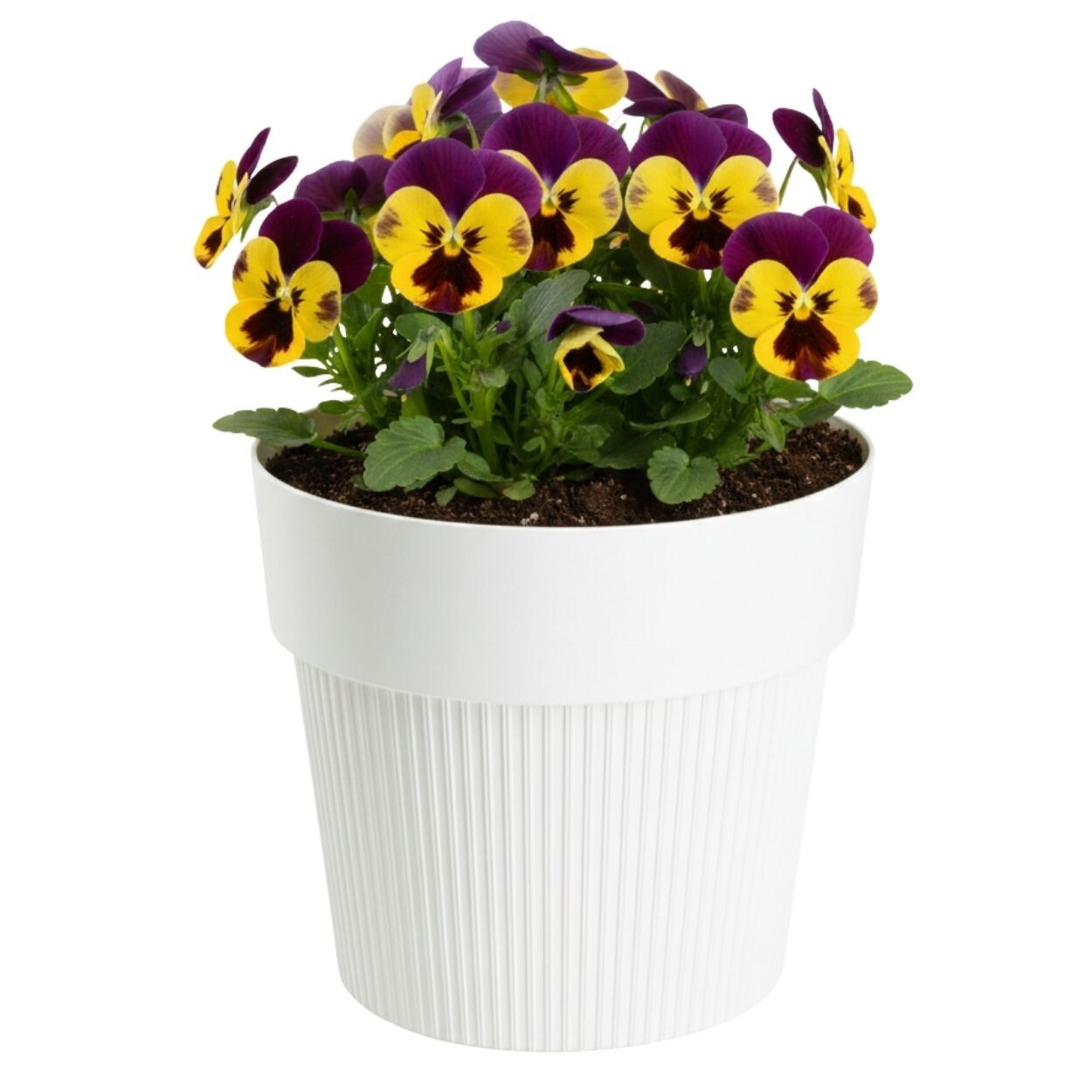 Květináč Silva Line 13,8x16 cm krémově bílý