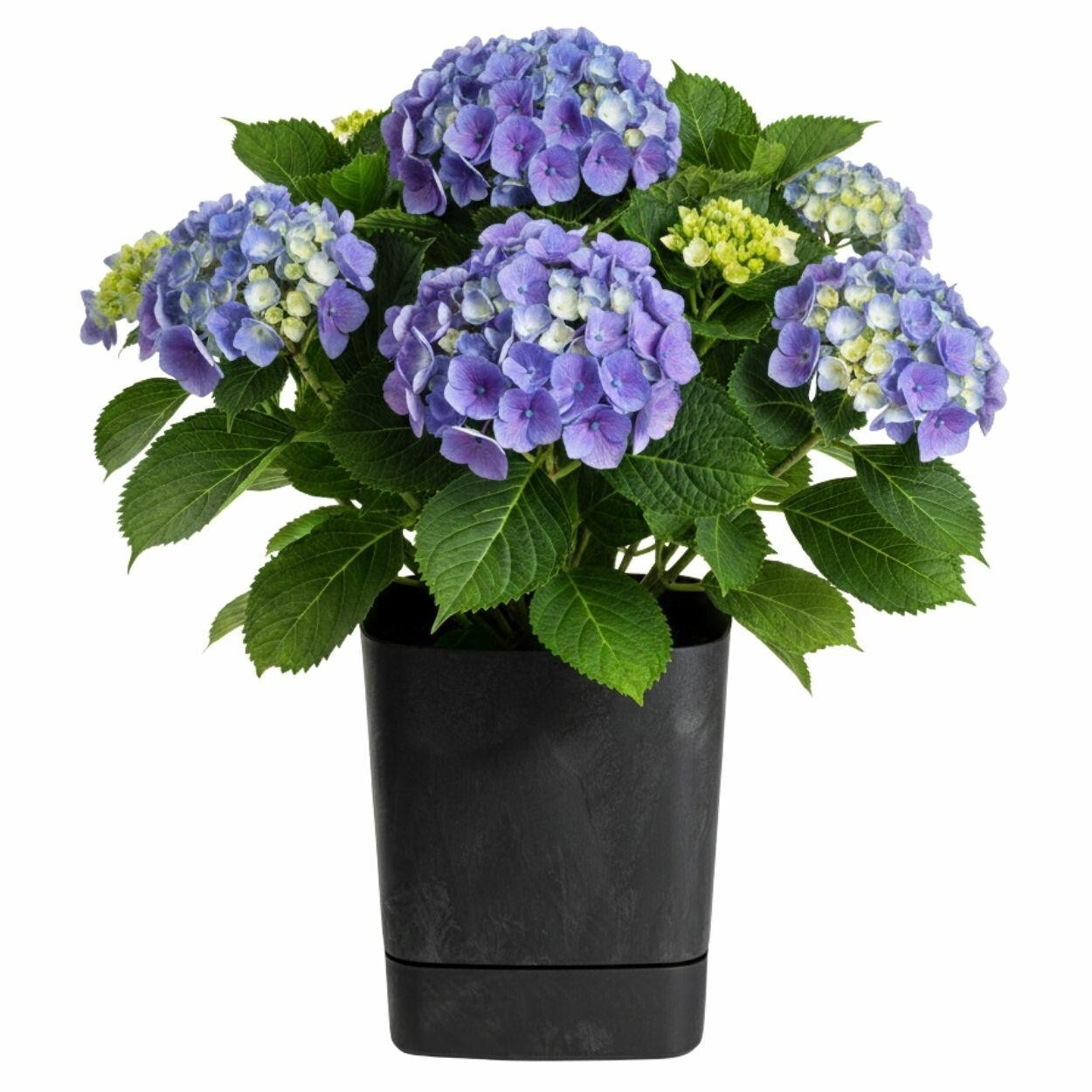 Plastový květináč s podmiskou Cubi 34x34 cm černý beton