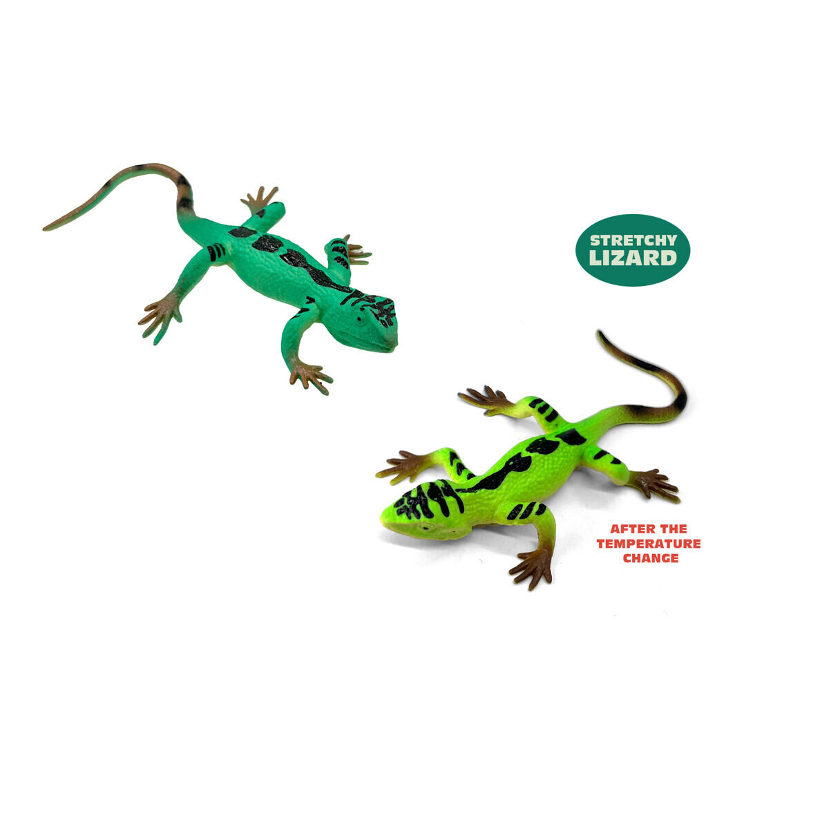 MAGANA Jašterica meníca farbu