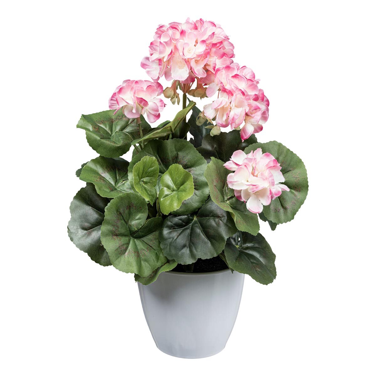 Geranium ker x7, asi 34 cm, ružovo-biely