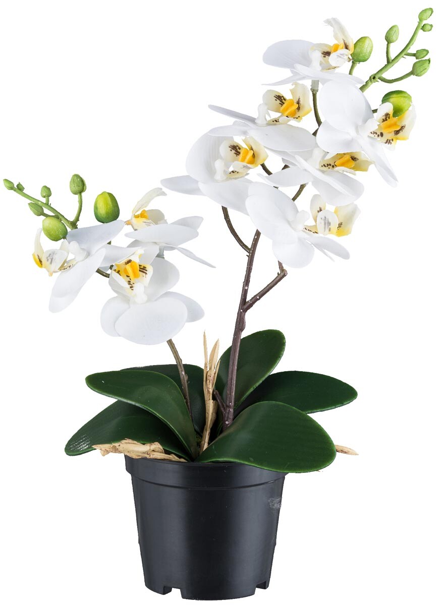 Orchidea x2, biela, asi 28 cm, 9 kvetov