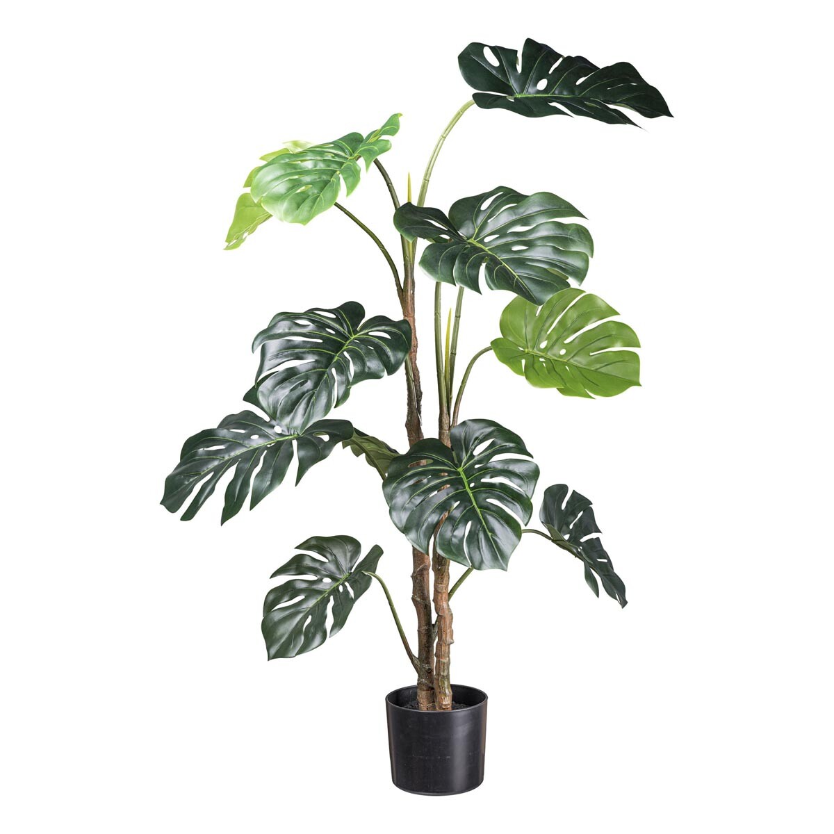 Splitphilodendron x12 listov 140cm zelená, v plastovom kvetináči so zeminou,
