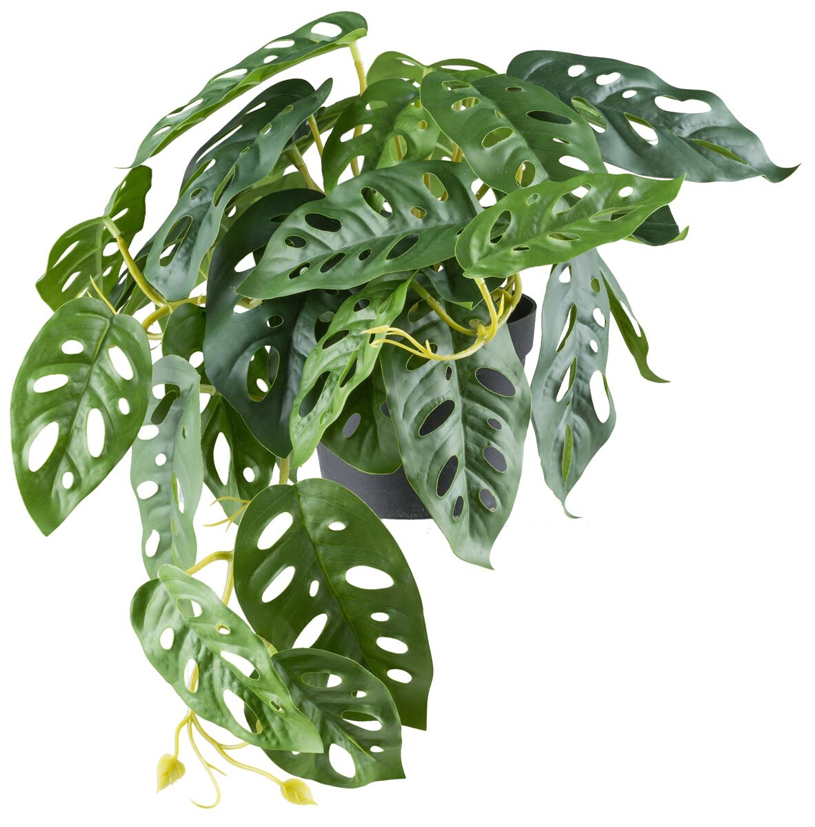 Monstera adesonii Závesná x29 listov, V 24cm D 40cm, zelená v plastovom kvetináči 11