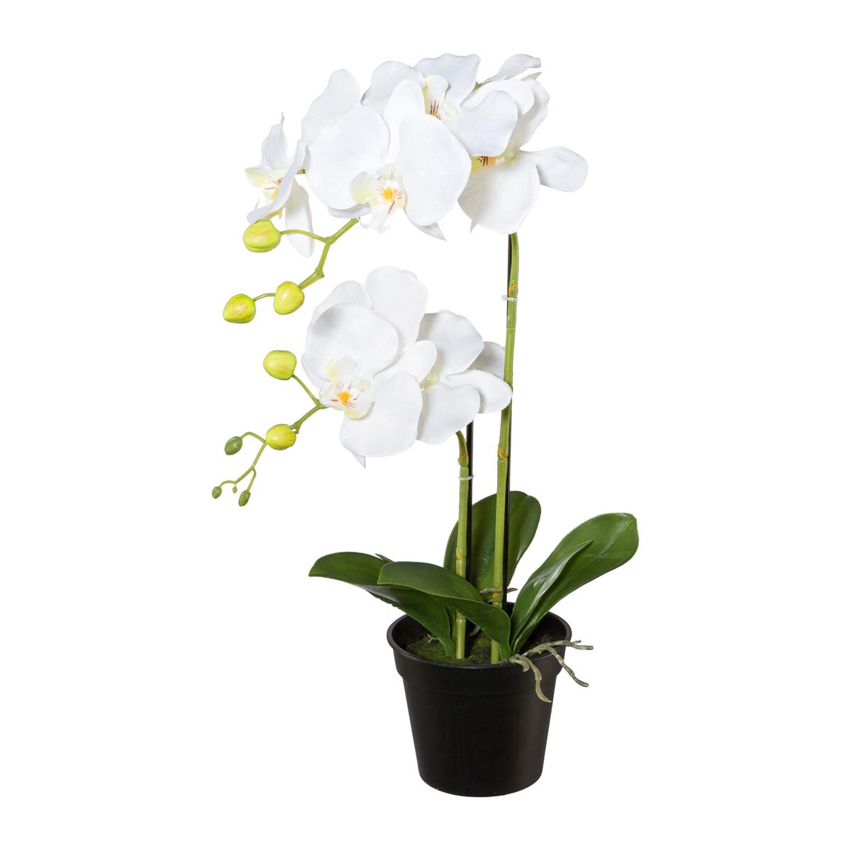 Orchidea v kvetináči, 55 cm, biela