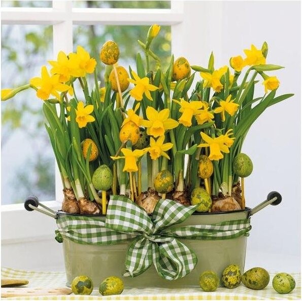 Goba Obrúsky Narcisy a vajíčka 3400085