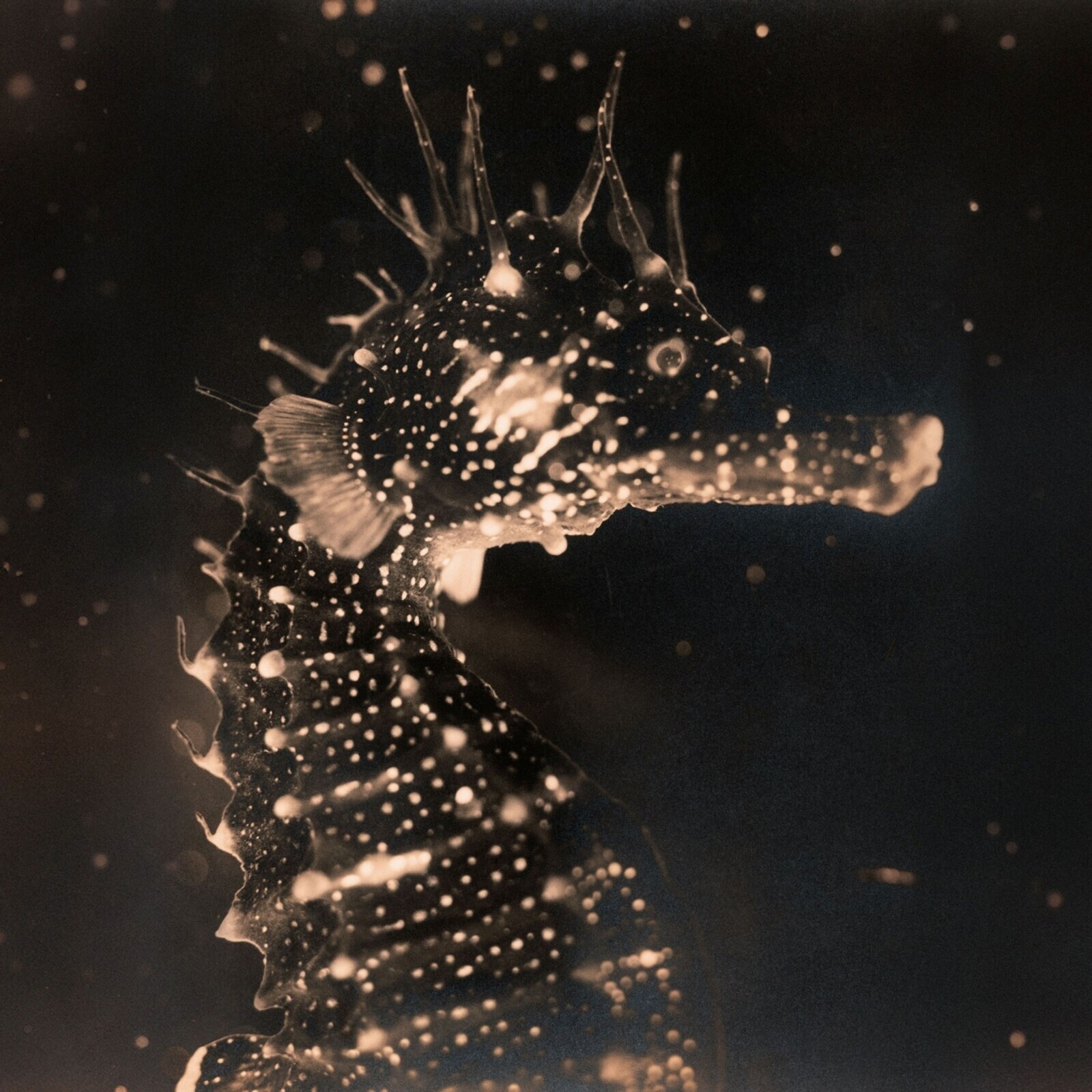 TENDER ENDER - BLACK SWAN