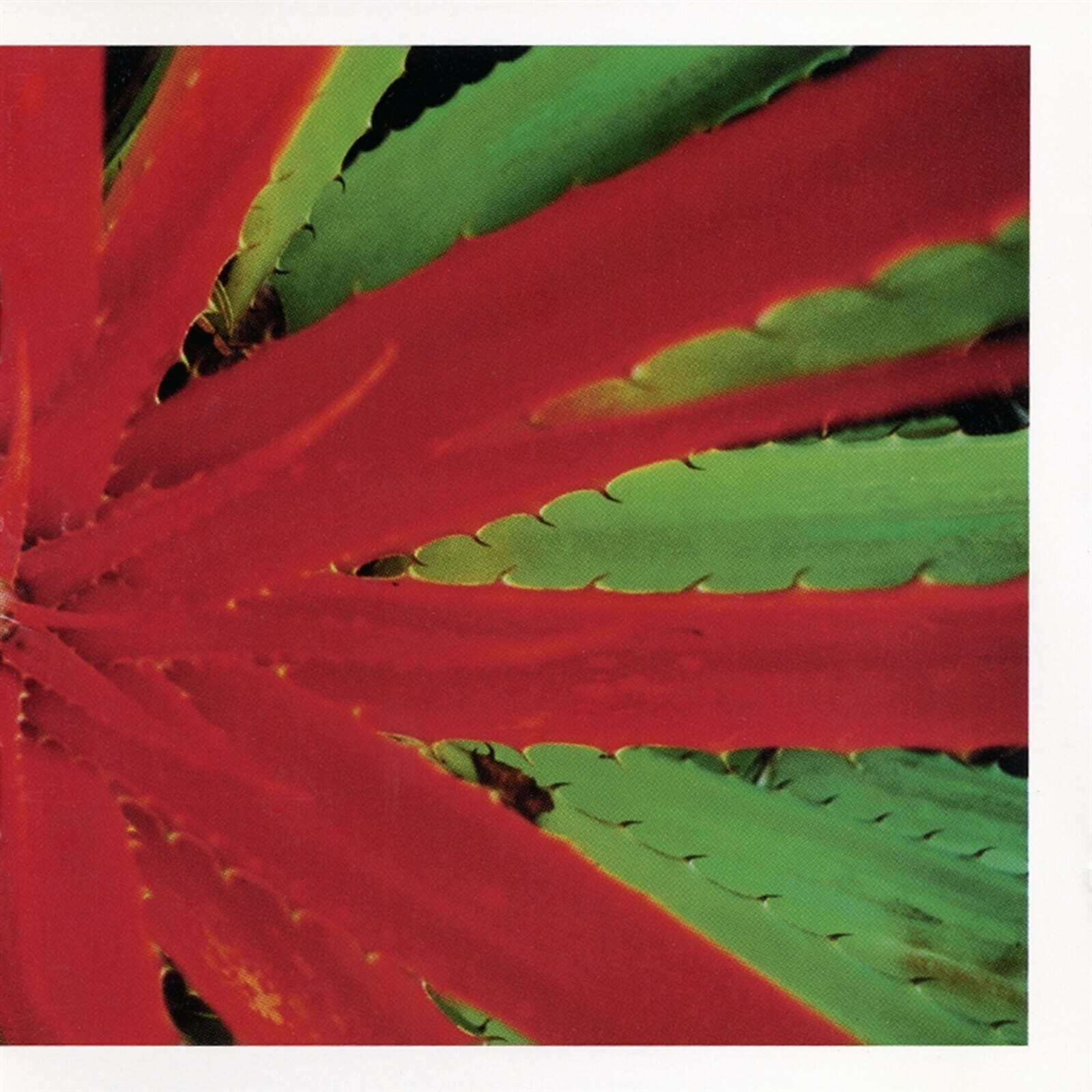 JEJUNE - THIS AFTERNOON MALADY