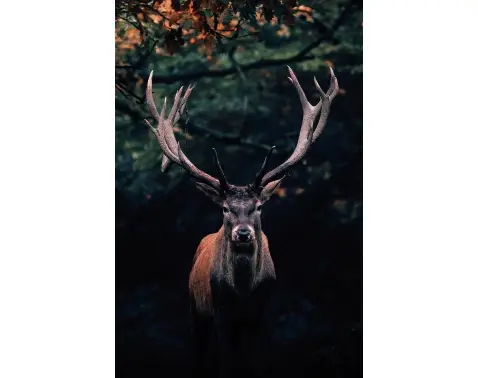 Obraz na platne Jeleň lese, 78x118 cm%