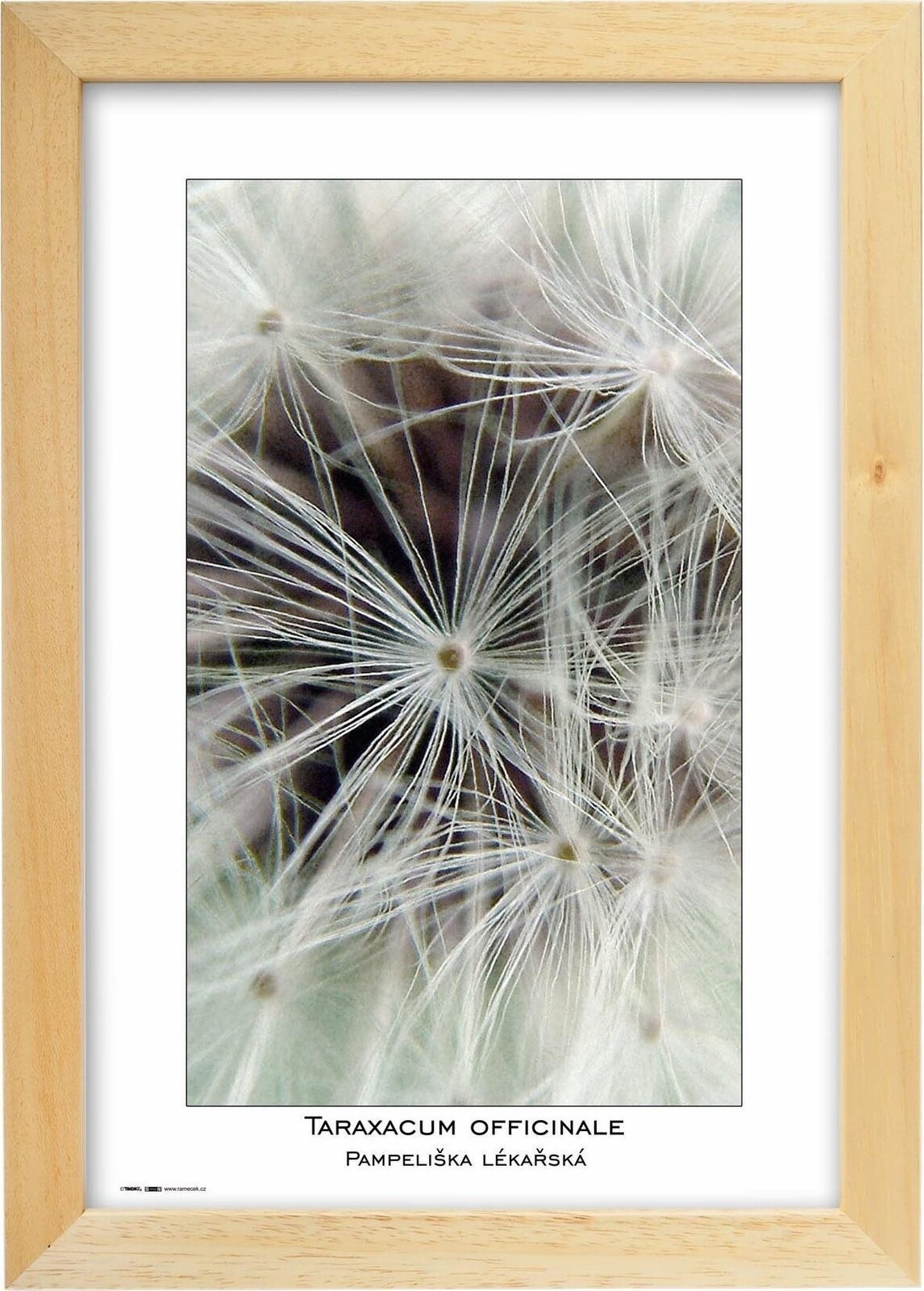 TRADAG Natura 20 x 30 prírodný