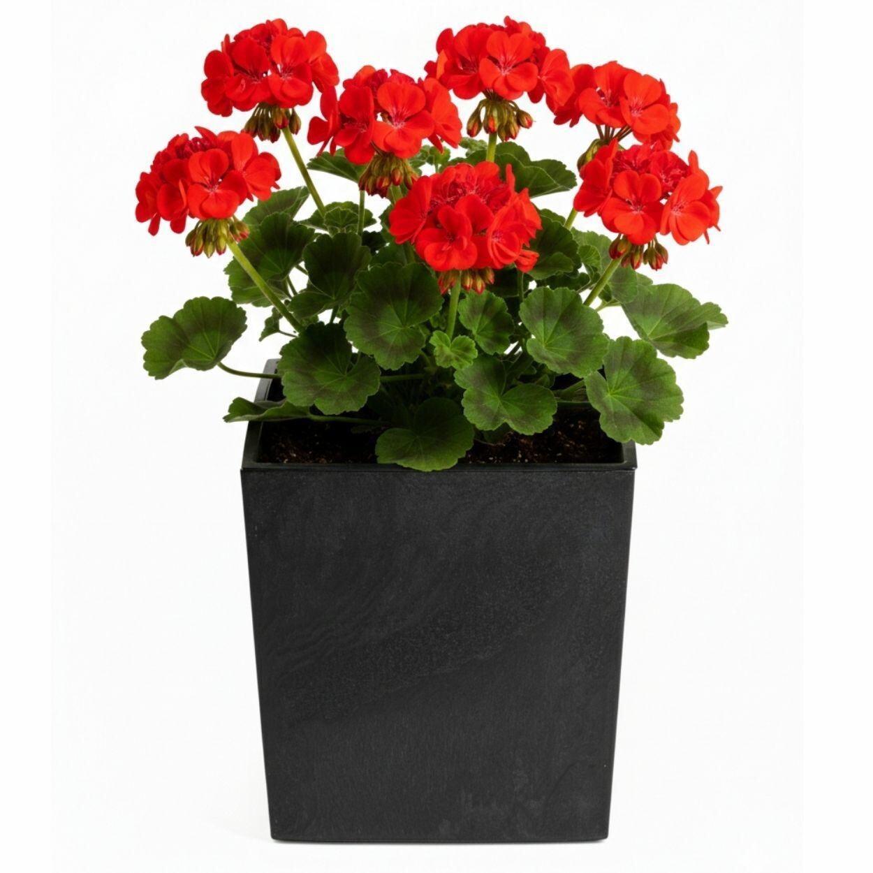 Květináč FLORE Beton 30,5x29,5x29,5 cm černý