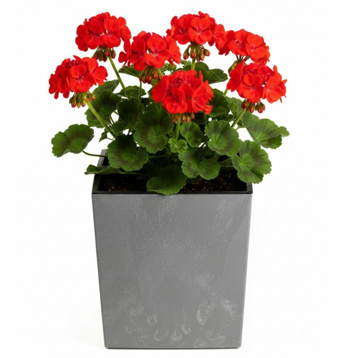 Květináč FLORE Beton 30,5x29,5x29,5 cm šedý