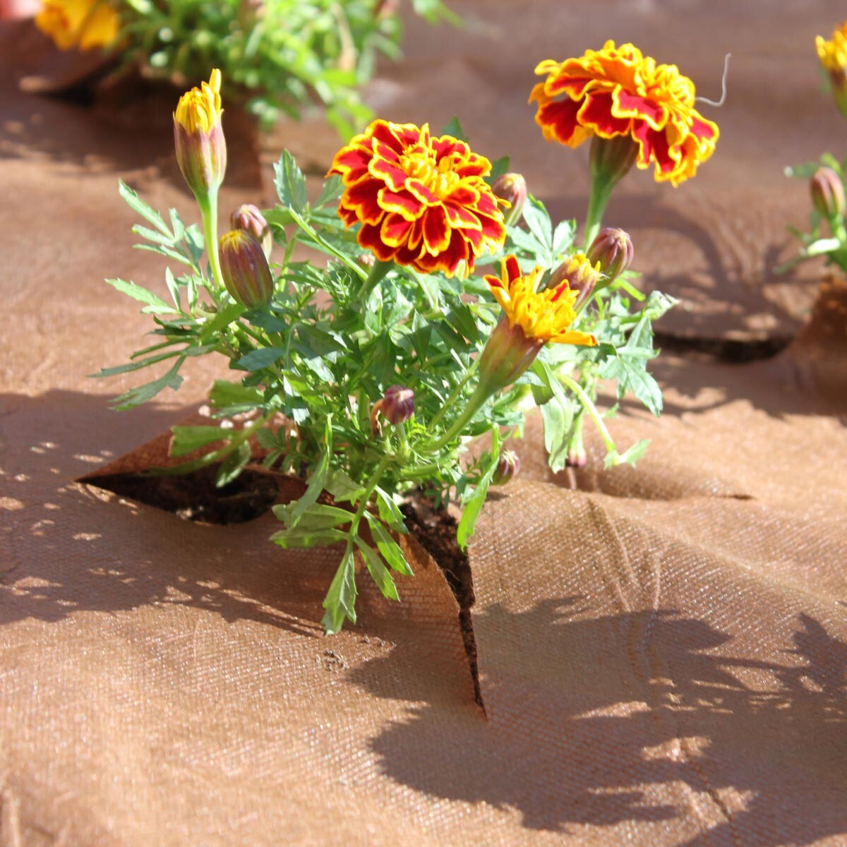 Mulčovacia kôra na burinu 1000 x 150 cm, tmavohnedá