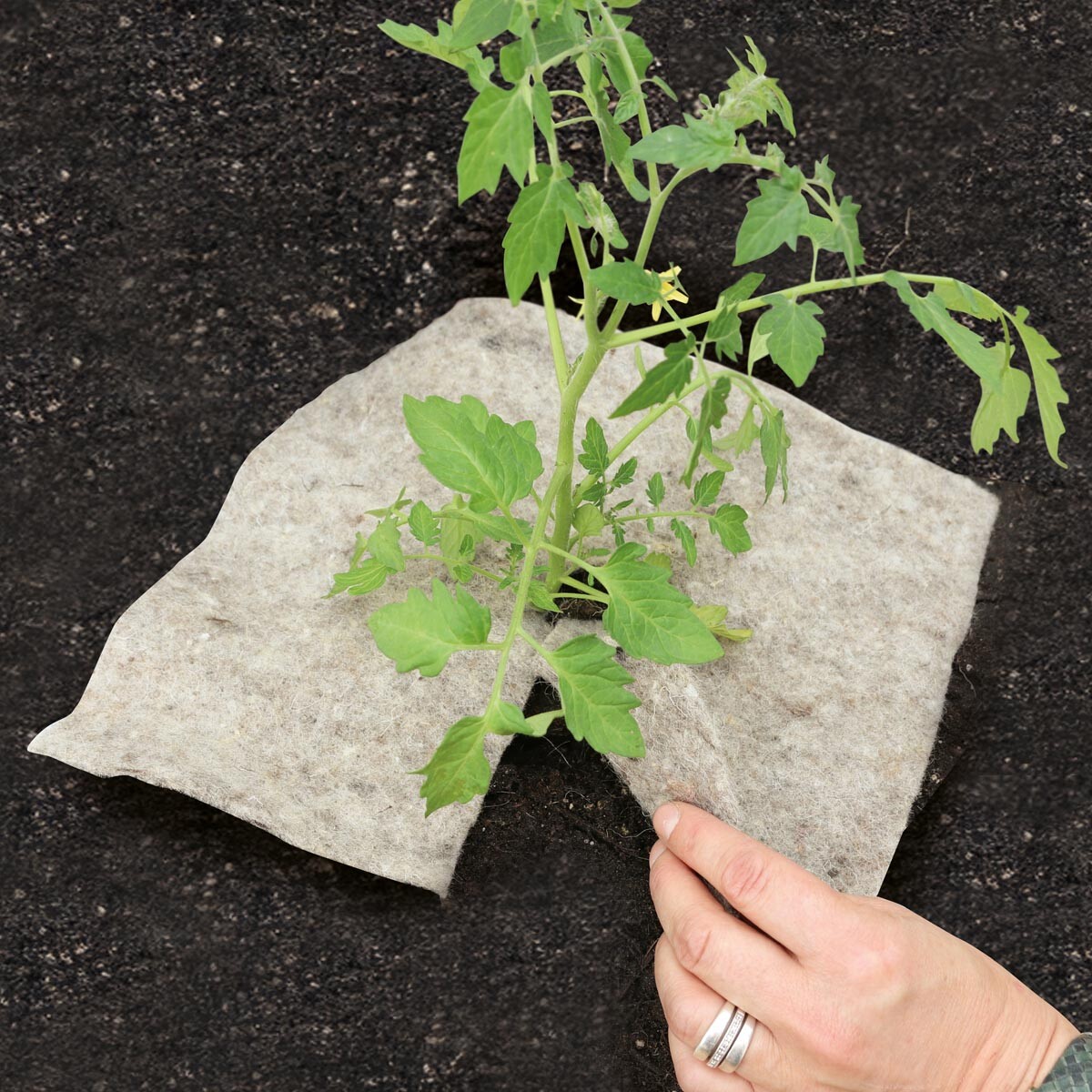 Prírodná záhradná vlna Mary's QUAD Disc M