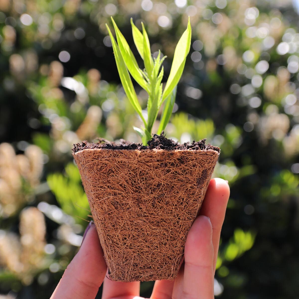 Kvetináč z kokosového vlákna Ø 6 cm, 6 ks