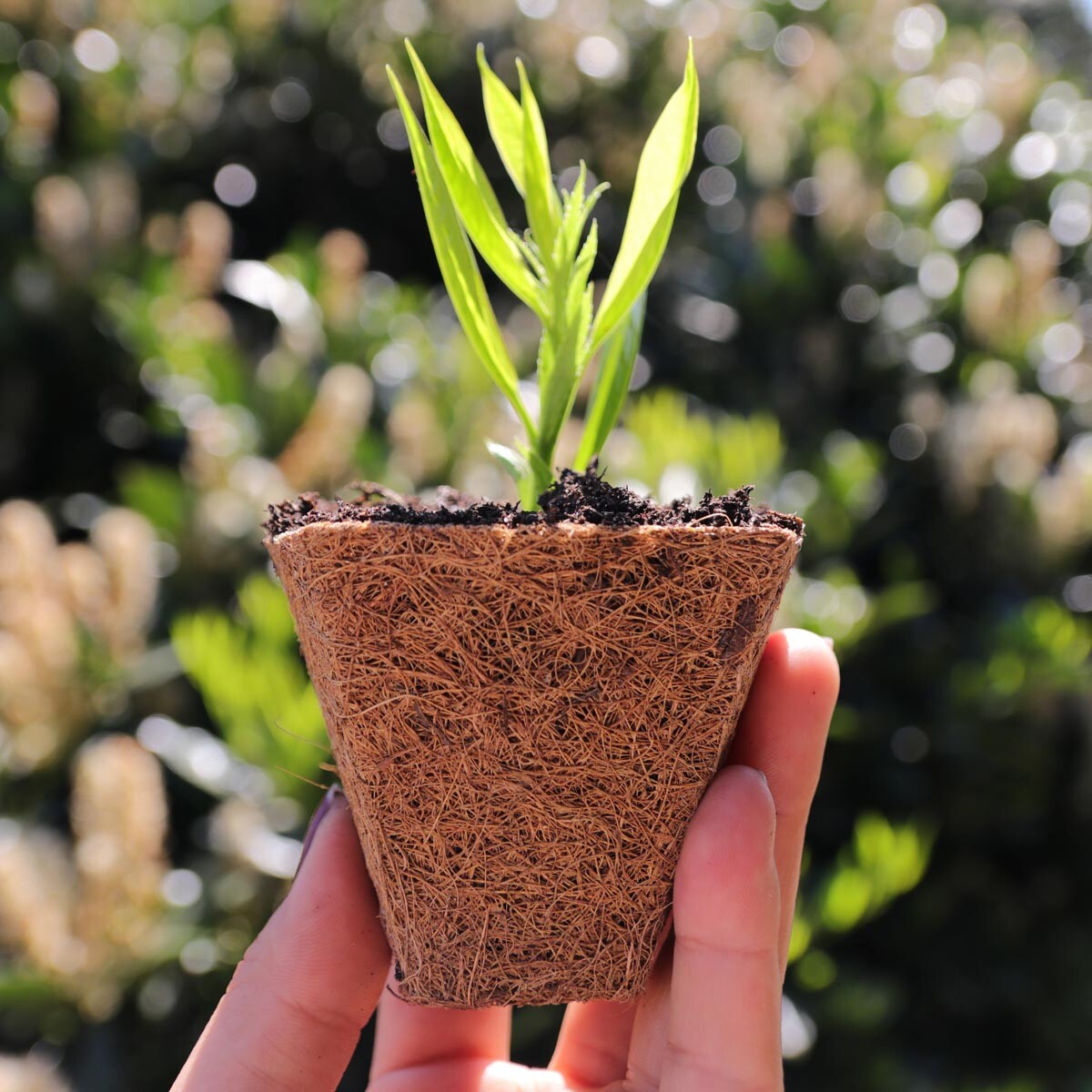 Kvetináč z kokosového vlákna Ø 8 cm, 4 ks