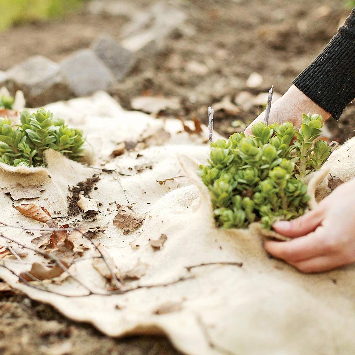 Jutová mulčovacia rohož 50 x 150 cm