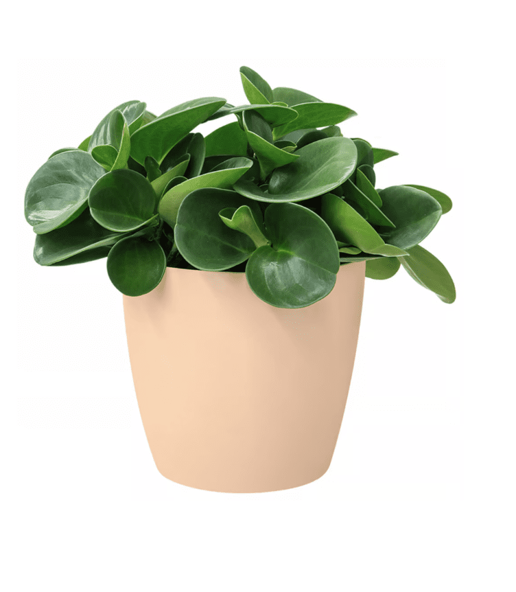 Květináč Brusela 16x15 cm béžový