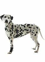 Bandáž Rehab karpální pro psa KRUUSE XXXS