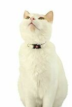 Obojek kočka CHATOUILLE s motýlkem béžová Zolux