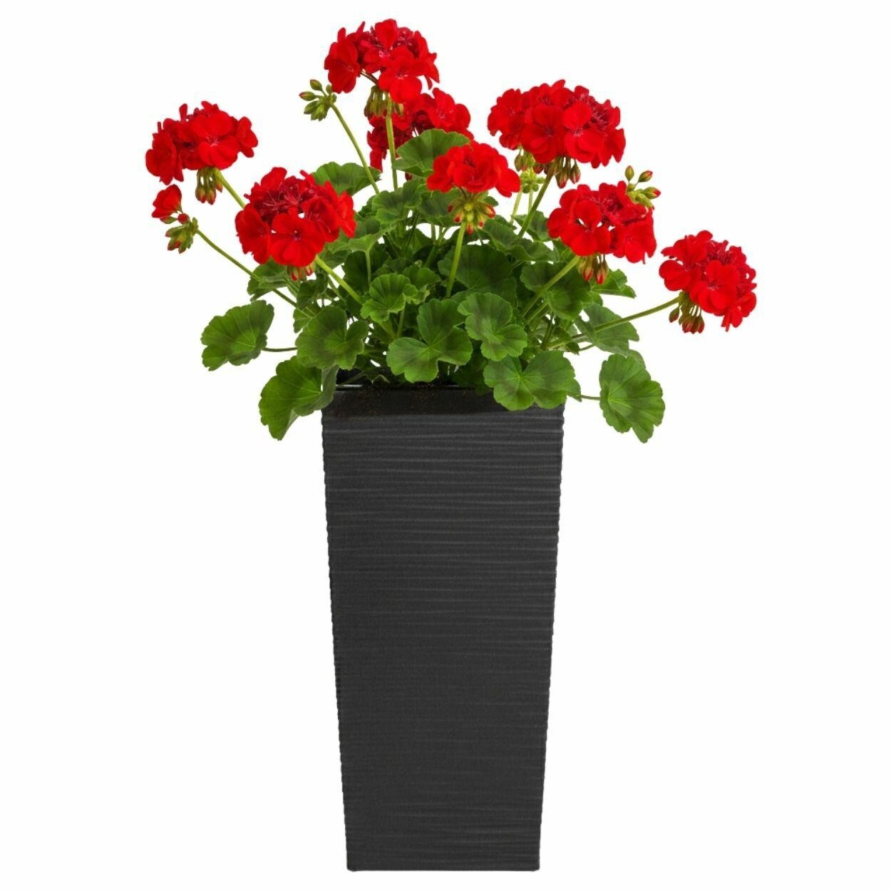 Plastový květináč Porto Riflo 36x19x19 cm černý