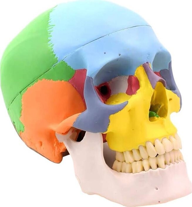 Deren Scientific Lebka farebná