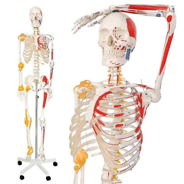 Jago Anatomická kostra so svalmi, šľachami a plagátom