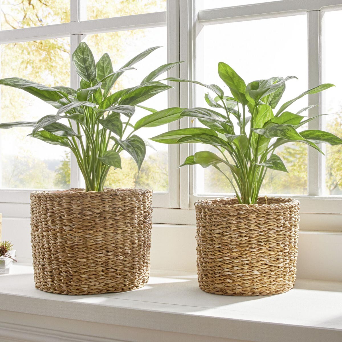 Obaly na kvetináče z morskej trávy, sada 2 ks