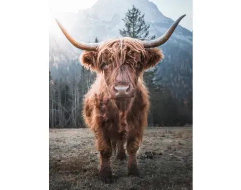 Obraz na plátne Škótska krava, 46x61 cm%