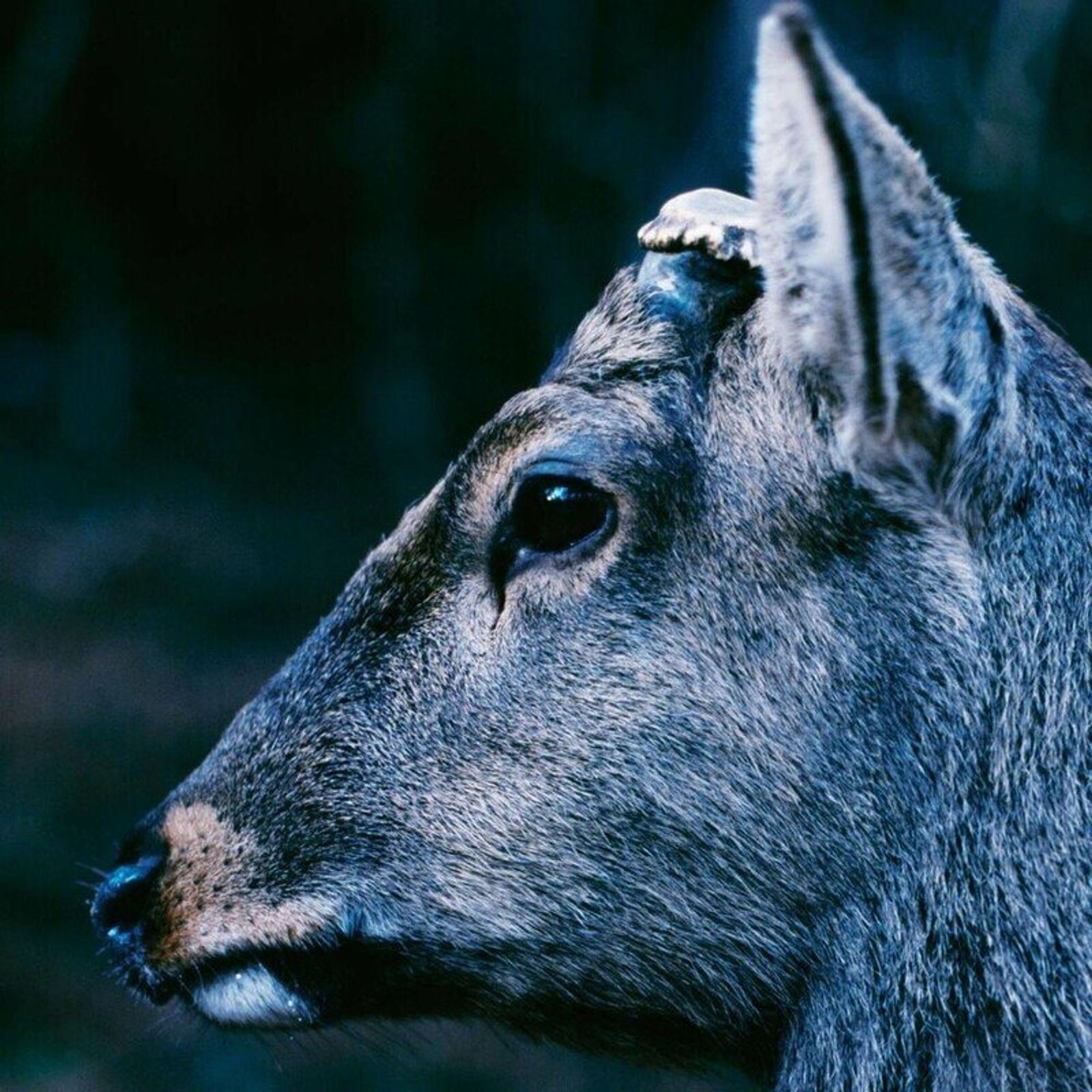 THE BOOK ABOUT MY IDLE PLOT ON A VAGUE