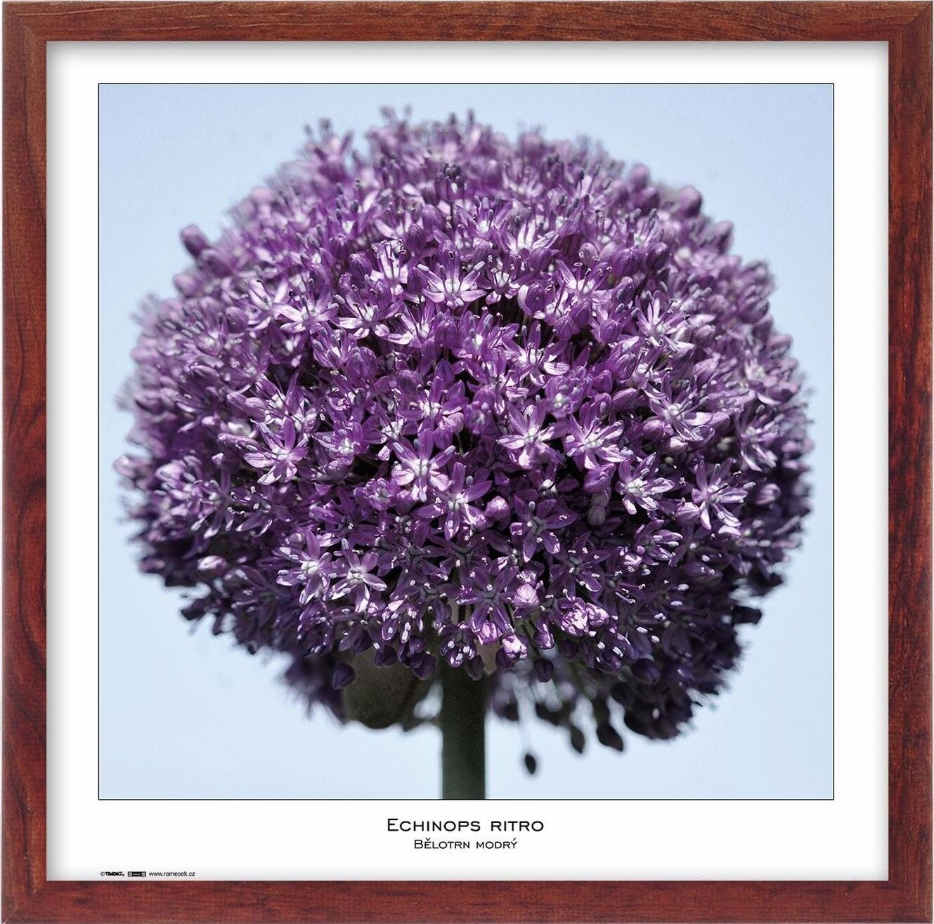 TRADAG Natura 50 x 50 hnědý