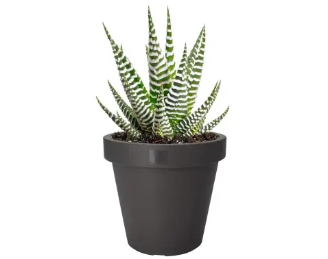 Kvetináč Kanten 20 cm, antracitový%