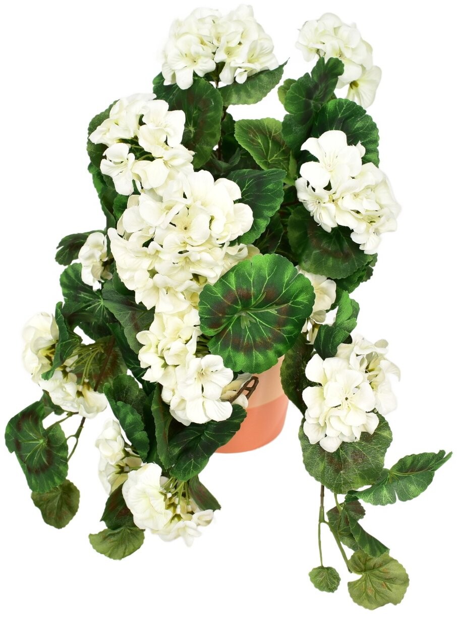 DOMMIO Muškát previsnutý biely v keramickom kvetináči 50 × 35 cm