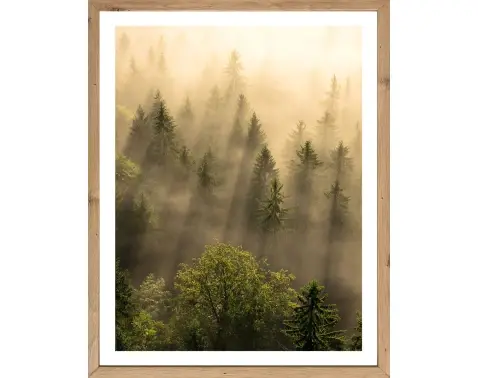 Rámovaný obraz Ráno v lese 40x50 cm, dub artisan%