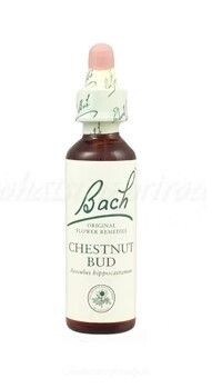 Výpredaj - Chestnut Bud - bachove kvapky