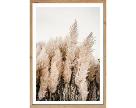 Rámovaný obraz Pampas 50x70 cm, dub artisan%