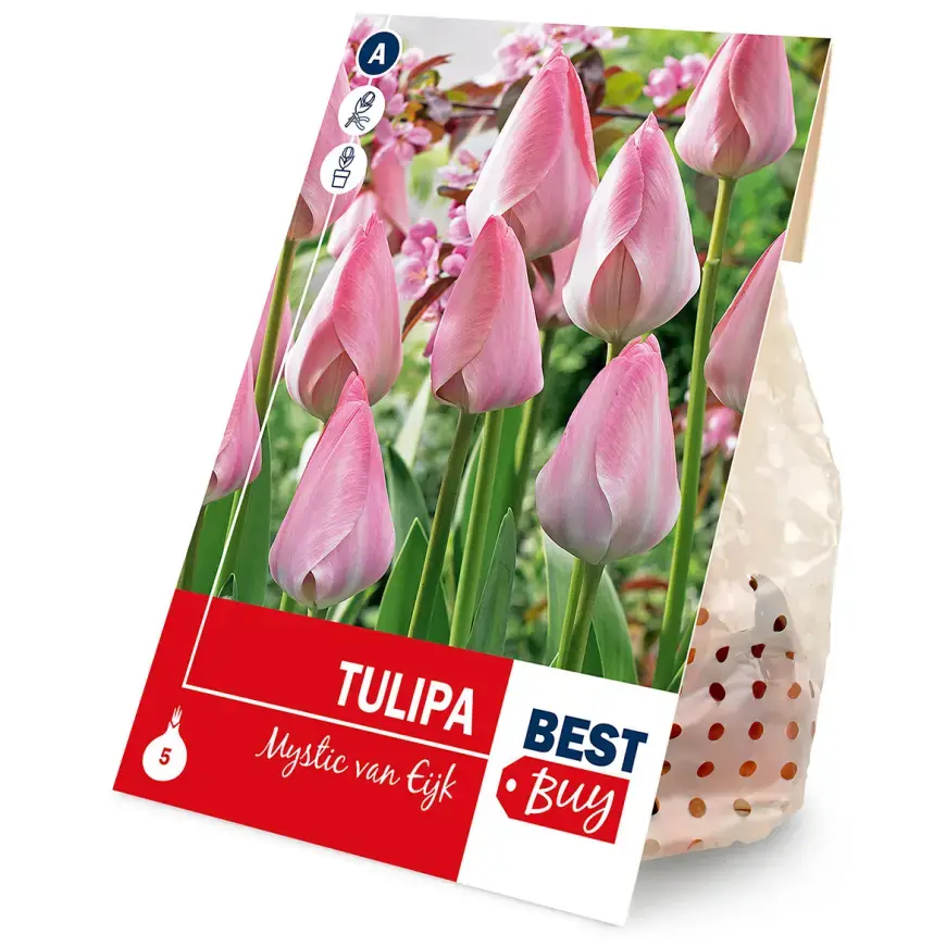 Tulipán mystic van eijk 5ks