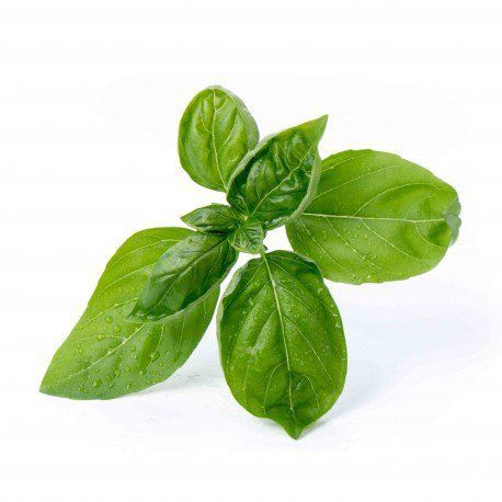 Lingot s BIO semenami bazalky pre inteligentné kvetináče Véritable