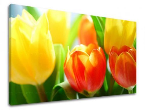 Obraz na stenu KVETY TULIPÁNY XOBKV140E11
