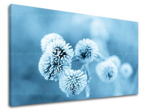 Obraz na stenu KVETY PÚPAVA XOBKV147E11